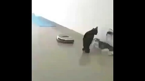 Funny cat video 😂