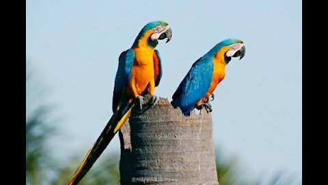 Blue macaw the most beautiful thing