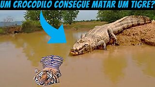 Um crocodilo consegue matar um tigre?