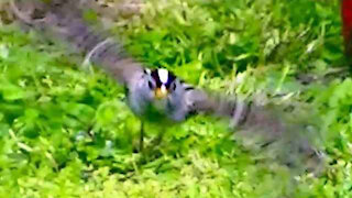 IECV NV #305 - 👀 White Crown Sparrow In The Backyard 🐤 5-10-2017