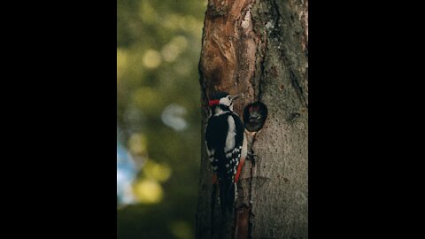 Small woodpecker caught by camera bird feeder