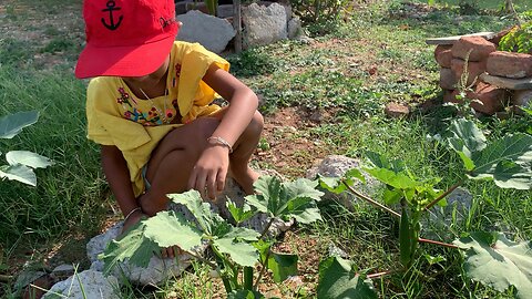 Harvesting organic okra from garden