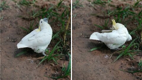 The parrot makes strange movements, is it a dance or an invitation to the partner?