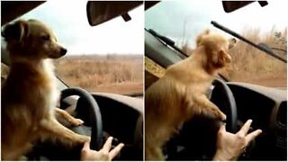 Driving dog hates windshield wipers