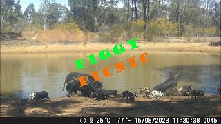 Trail Cams 18-8-2023 The Piggy Picnic #feralpigs #wildhogs #offgridhomestead #wildlifephotography