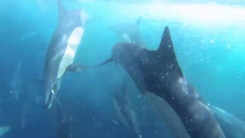 GoPro: Top 10 Underwater Moments