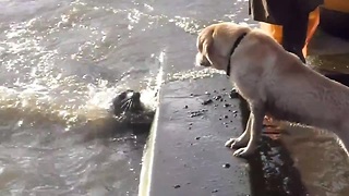 Seal pup plays hide and seek with dog