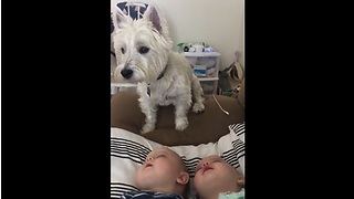 Twin Babies Are Absolutely Fascinated By Their Dog