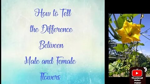 How to Tell the Difference between a Male and Female Flower BEFORE it Blooms