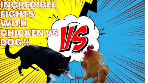 Incredible fights with chicken vs dog very fun !!