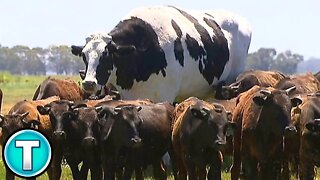 World's Largest Cow