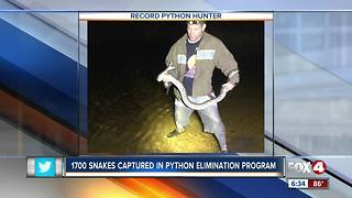 Hunters have eliminated two miles worth of pythons