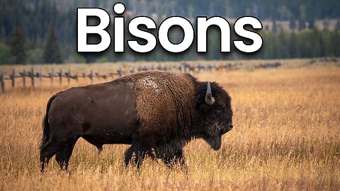 All about Bison for Kids_ Bison Facts and Information for Children