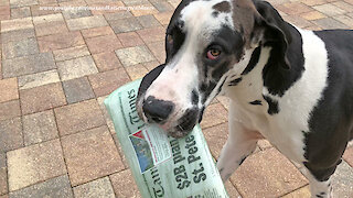Great Dane Has Fun Delivering The Newspaper