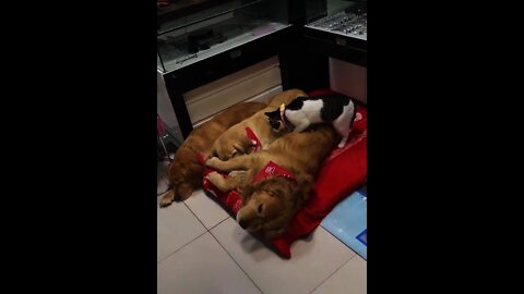 Cute Cat And Dog with Owner Amazing Video #Shorts