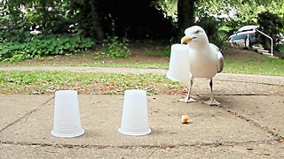 Smart Seagull Plays Shell Game And Wins Every Time