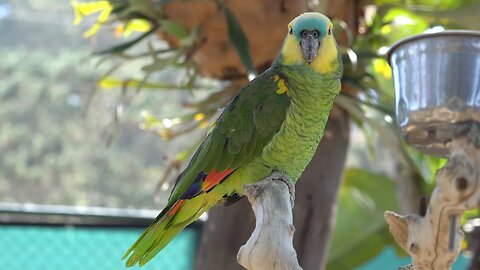 CatTV: Green Parrot Up-close