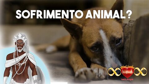 De Onde vem a Falta de Cuidado com os Animais?