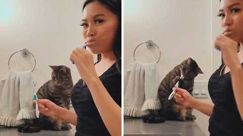 Cat And Owner Enjoy Brushing Their Teeth Together