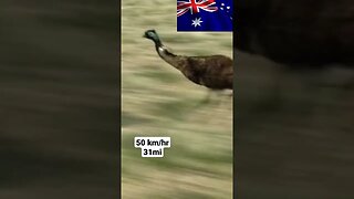 Poor Ole Fella ain't got no wings | Australia | Intrepids
