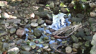 SOUTH AFRICA - Cape Town - Kirstenbosch National Botanical Garden (Video) (b3A)