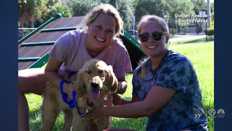 20 golden retrievers rescued from meat markets get new homes in Palm Beach County