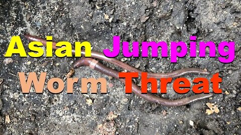 No. 733 – Asian Jumping Worm Threat