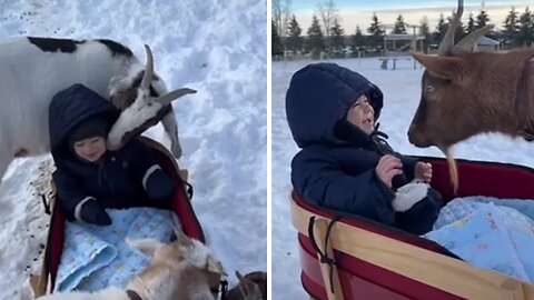 Baby In Wagon Surrounded By Friendly Goats