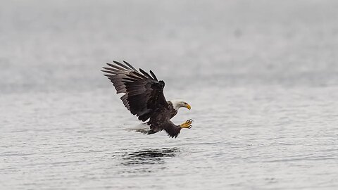 Bald Eagle Catching Fish and Climbing, Sony A1/Sony Alpha1, 4k