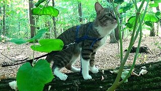 Cat Walks Along a Fallen Tree