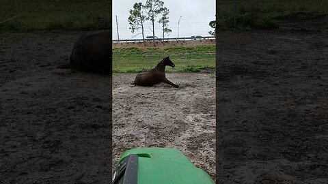 horse relaxing