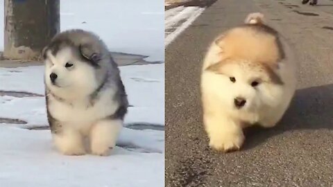 Baby ALASKAN MALAMUTE, Cutest Video Ever . Dog Fever <3