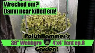 Webbgro System Geeklight FloraFlex Vivosun North Genetics Spacedust Cannabis Grow E6