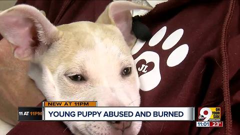 Puppy thrown down stairs, burned with cigarettes begins to recover