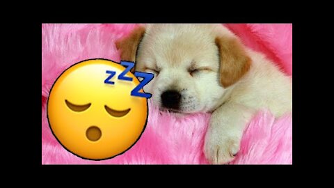 RELAXING MUSIC for SLEEP DOGS in 3 MINUTES IF IT WORKS !!