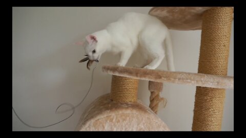 Cats playing with feather toy