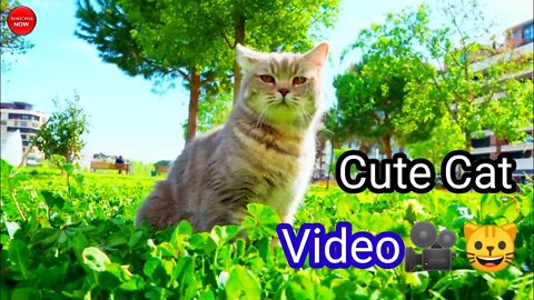Cute Cat new cute cat funny video cute cat joking funny cute cat viral video #Shorts#MyCuteCats