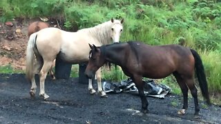 Past flood - Beautiful brumby mares after flood