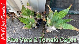 Aloe Vera & Tomato Cages