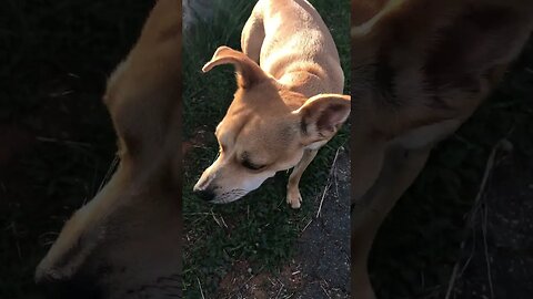 DOG Mini Pincher-Chihuahua | Over-grazing UBER | K9 D.I.Y in 4D