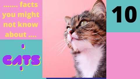 Amazing Facts You Might Not know About Cats - Part 10 of 25