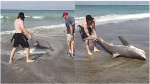 Salvano un cucciolo di squalo bianco spiaggiato in California