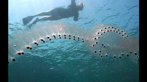 Salps before you