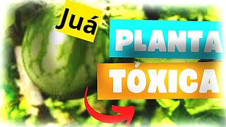 Juá Bravo é uma planta tóxica (VENENOSO) do Brasil