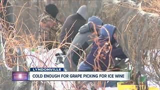 Cold enough to pick grapes for ice wine