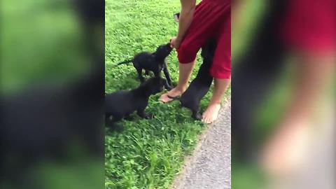 "Four Labrador Puppies Pull Down Guy's Red Pants"
