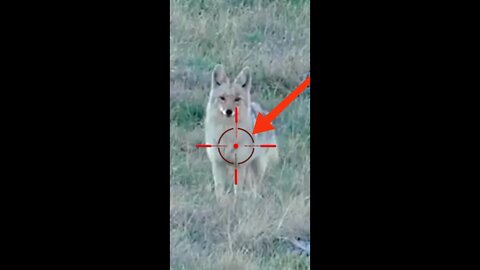 Hunting Coyotes #shorts #dogs #animals #hunter #041