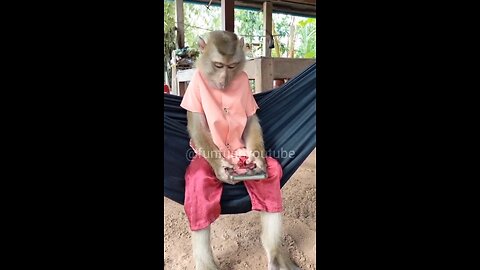 Monkey Funny Video (part-8)