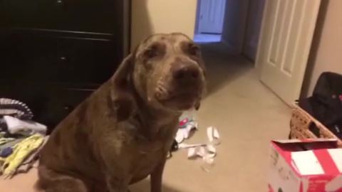 Funny Dog Gets Jealous Of A Baby