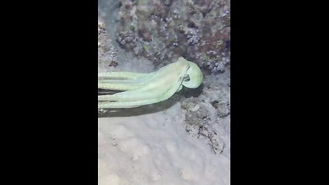 colorful sea creatures octopus